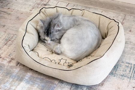 Cute cat sleeping in bedの写真素材