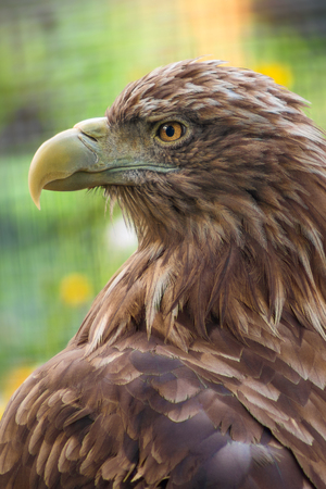 Close up eagle portrait, side view