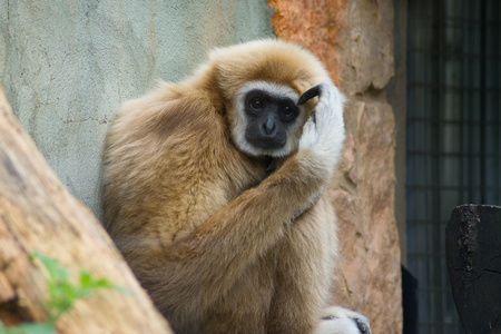 Gibbon thought in Saint-Petersburg zooの写真素材