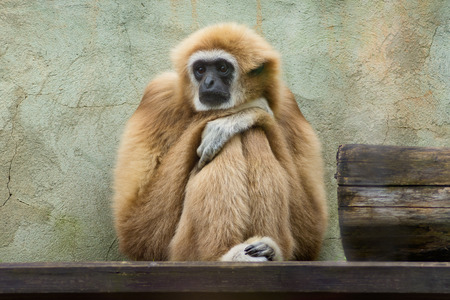 Sad gibbon is sitting in Saint-Petersburg zooの写真素材