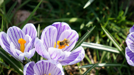 Bee collecting pollen from beautiful dutch tulip..autumnの素材
