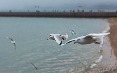 Seagulls fly at the skyの写真素材