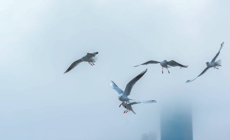 Seagulls fly in the skyの写真素材
