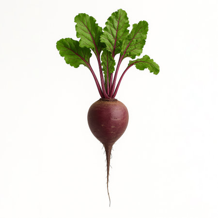 Beetroot isolated on white background. Clipping path included.の素材