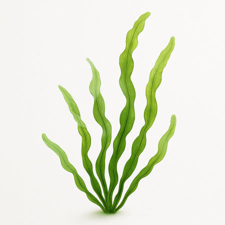 Green seaweed on a white background. 3d render illustration.の素材