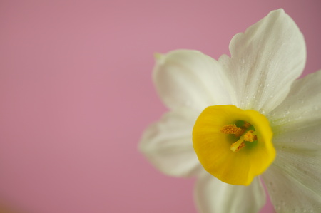 white flowerのeditorial素材