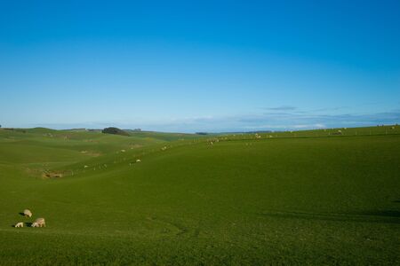 grassland in blue skyの写真素材