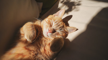 Cute ginger cat sleep on the sofa in the room with sunlight.の写真素材