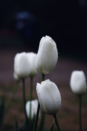 flowersの写真素材