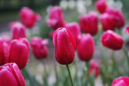 flowersの写真素材