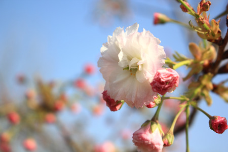 Japan cherryの写真素材