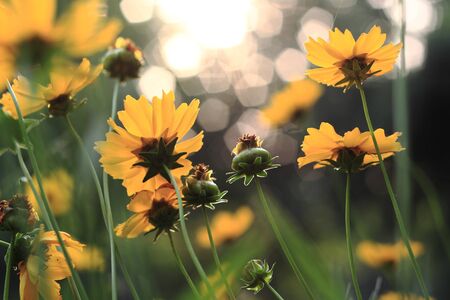 Flowersの写真素材