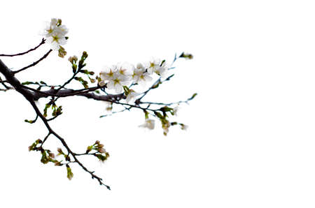 Zhengzhou Botanical Garden blooms in springの写真素材