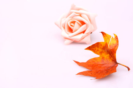 Pink rose and autumn leafの写真素材
