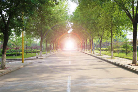 Road running through tree alley.の写真素材