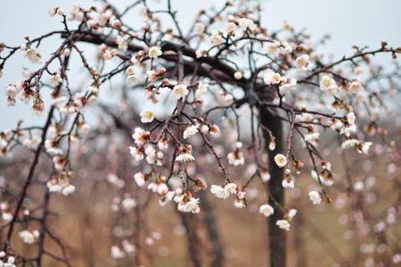 Plum blossom
