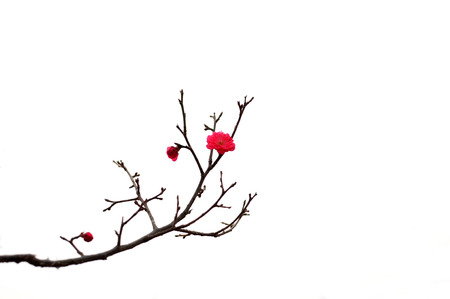 fresh plum tree flowersの写真素材