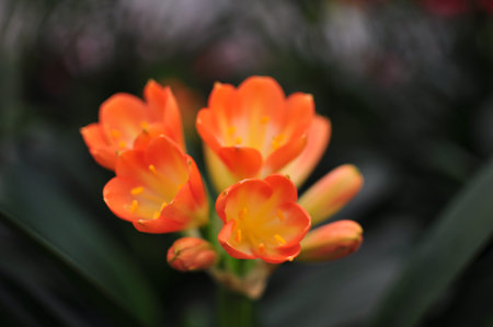 beautiful orchid close up