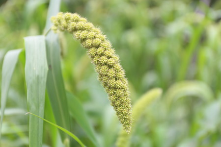 In the early autumn season. Maturing milletの写真素材
