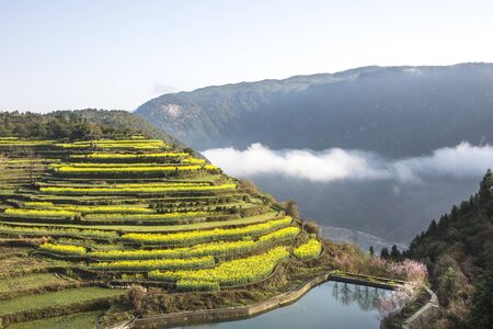 canola flower fieldの写真素材