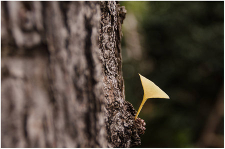 Close up view of a leaf on a tree trunkの写真素材