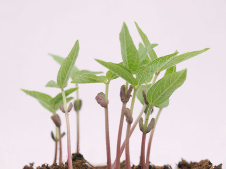 Closeup of Pea shoots