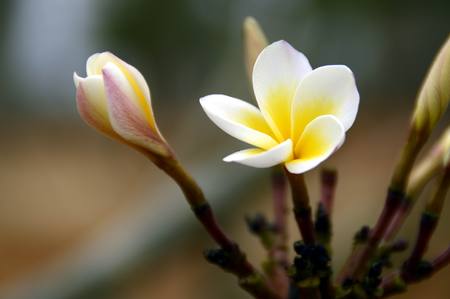 frangipani flowerの写真素材
