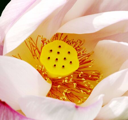 Lotus close upの写真素材