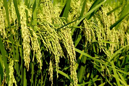 Rice immature spikeの写真素材