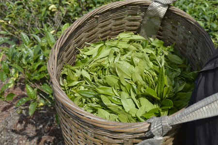 Hainan Baisha Green Teaの写真素材