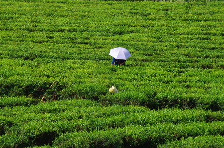 Tea tea peopleの写真素材