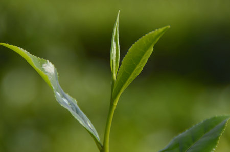 Hainan Baisha Green Tea