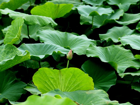 lotus pondの写真素材