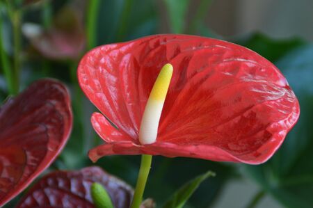 Anthurium flowersの写真素材