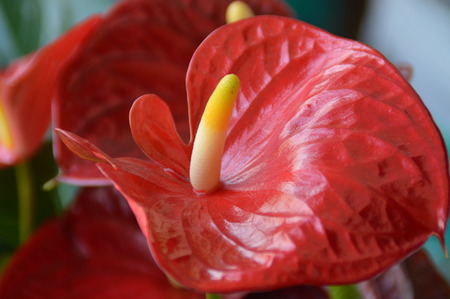 Anthurium flowersの写真素材