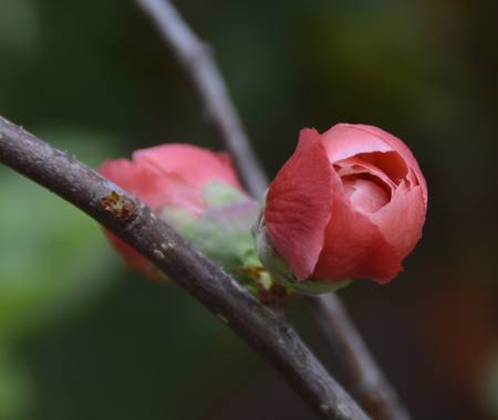Plum blossomの写真素材