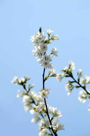 sakuraの写真素材