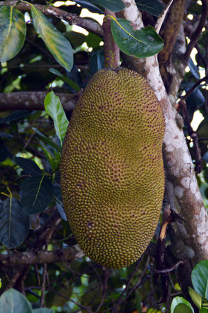Jackfruit on a tree