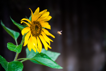 Bees and flowersの写真素材