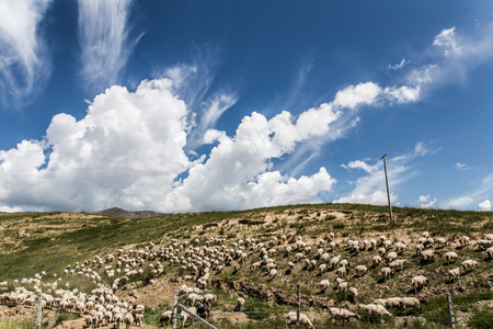 A group of sheep grazing on the hillの写真素材
