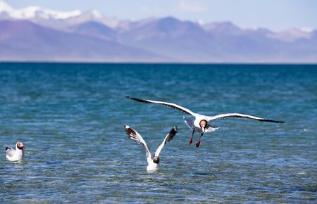 Seagulls flying over the seaの写真素材