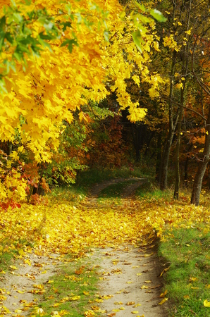 colorful autumn forest with a beautiful road covered by colored leafs. Natural park. Dramatic morning scene. yellow autumn leaves.の写真素材