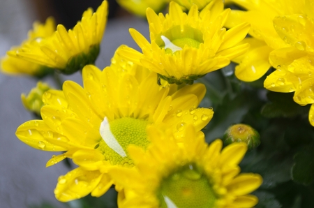 Drops on Chrysanthemums after rainの写真素材