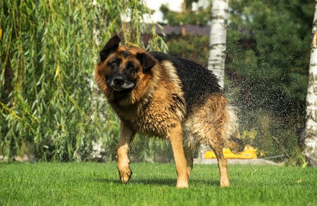 A dog shakes off water after a swim, Shepherdの写真素材