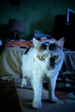 White cat curious stares at cameraの写真素材