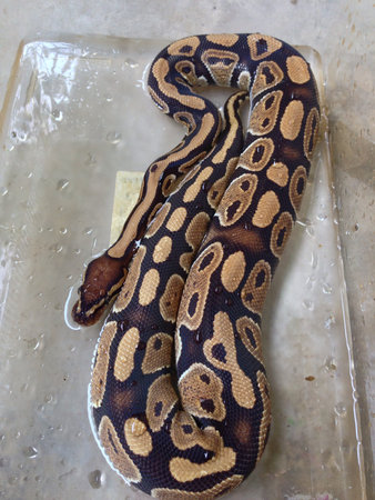 snake