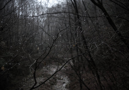 The first snow of Hubei shenlongjiaの写真素材