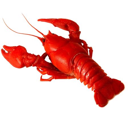 crawfishの写真素材
