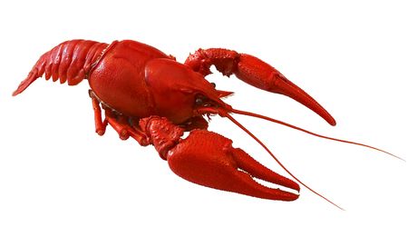crawfishの写真素材