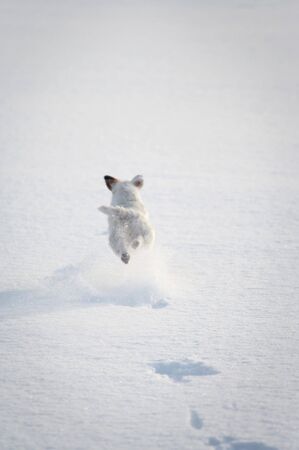jack russell terrierの写真素材